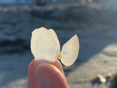 Rexithaerus secta