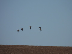 Pterocles orientalis