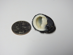 Nerita tessellata