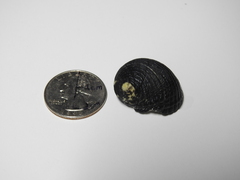 Nerita tessellata