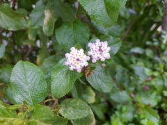 Lantana involucrata