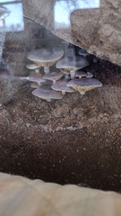 Gymnopilus luteofolius