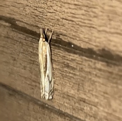 Crambus saltuellus