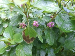 Lantana involucrata
