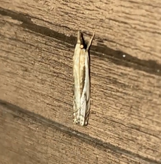 Crambus saltuellus
