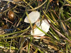 Rexithaerus secta
