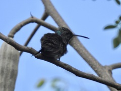 Chrysuronia