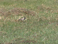 Vanellus crassirostris