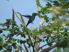 Anthracothorax nigricollis