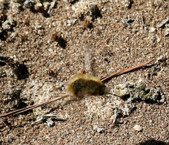 Bombylius major