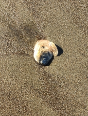 Pododesmus macrochisma