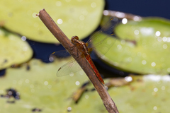 Rhodothemis lieftincki