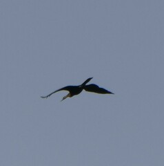 Anhinga rufa
