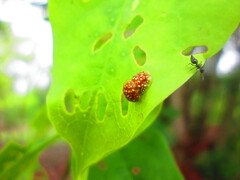 Charidotis auroguttata