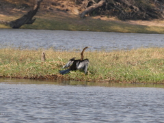 Anhinga rufa