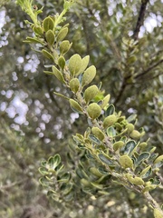 Ilex kunthiana