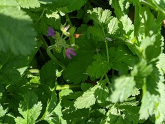 Erodium moschatum