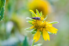 Coelioxys octodentatus