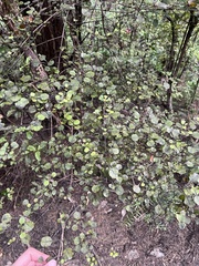 Coprosma arborea
