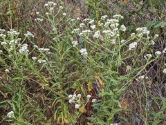 Pseudognaphalium