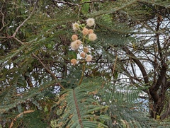 Leucaena esculenta