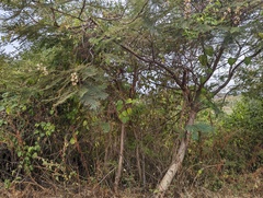 Leucaena esculenta