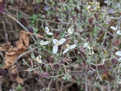 Carlowrightia