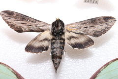 Sphinx poecila