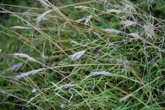 Bromus madritensis