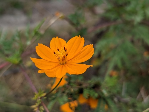Cosmos sulphureus