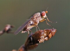 Morpholeria ruficornis