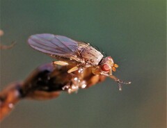 Morpholeria ruficornis