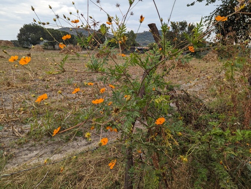 Cosmos sulphureus