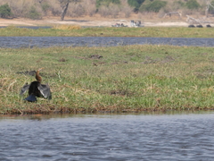 Anhinga rufa
