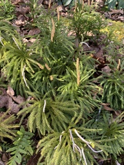 Dendrolycopodium