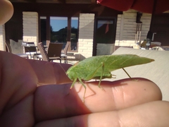 Microcentrum californicum