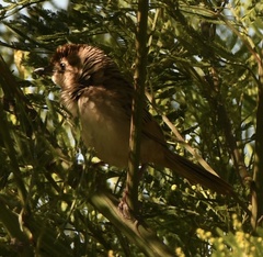 Cincloramphus timoriensis