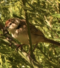 Cincloramphus timoriensis