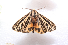 Apantesis virguncula