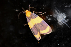 Eudesmia arida