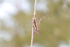 Schistocerca americana