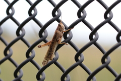 Schistocerca americana