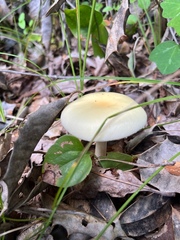 Amanita russuloides