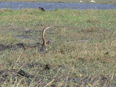 Anhinga rufa
