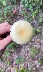 Amanita russuloides