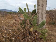 Opuntia dejecta