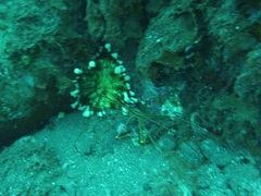 Telmatactis cricoides