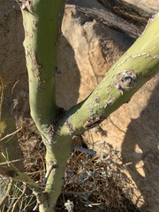 Parkinsonia aculeata
