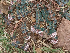 Euphorbia umbellulata
