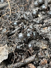 Ambystoma opacum